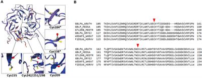 Protein-protein interactions in plant antioxidant defense